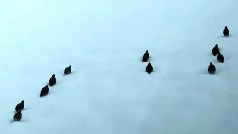 Genç Bir Kalp, Aç Hayvanları Düşündü