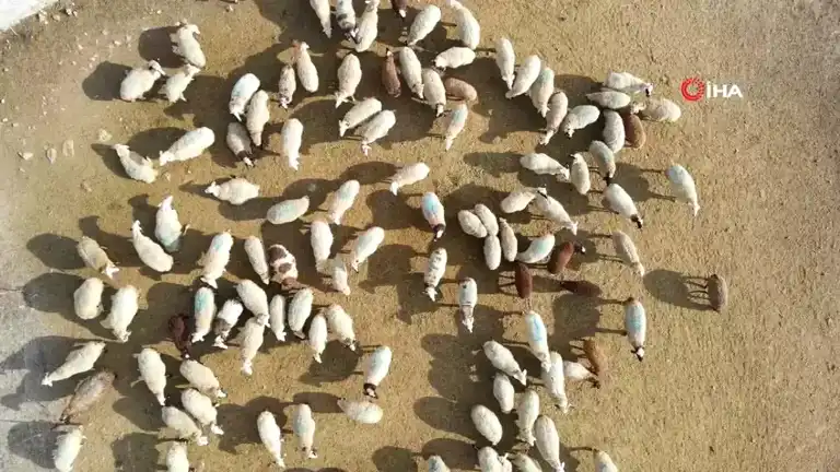 Engelli Kuzuya Evde Bebek Bakımı