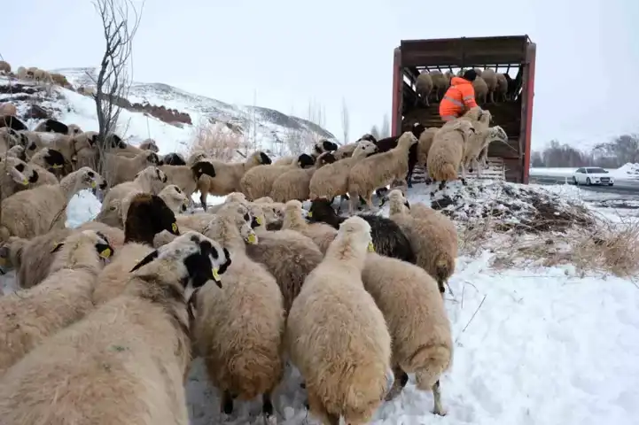 Erken Kar, Doğu Anadolu'da Sürüleri Yayladan İndirdi