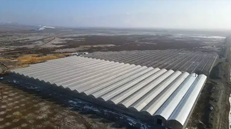 Erzincan'da Jeotermal Serada Domates Hasadı
