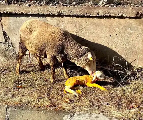 Erzincan'da Doğum Zorluğu Atlatıldı!