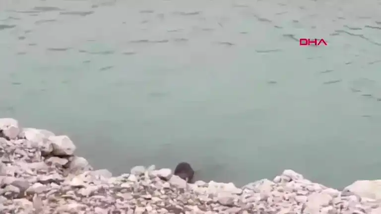 Erzincan'da Nesli Tükenmekte Olan Su Samuru Görüntülendi
