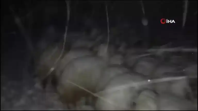Koyunu Kurtaran Kış Fırtınası Mücadelesi