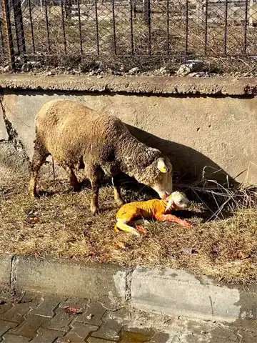 Erzincan'da Koyun Doğumunda Veteriner Hekim Kurtardı