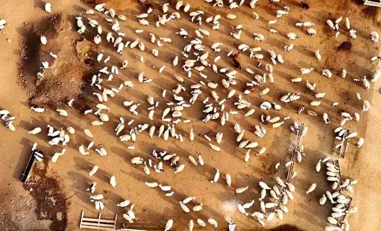 Erzincan'da Kuzular Anneleriyle Buluşuyor!