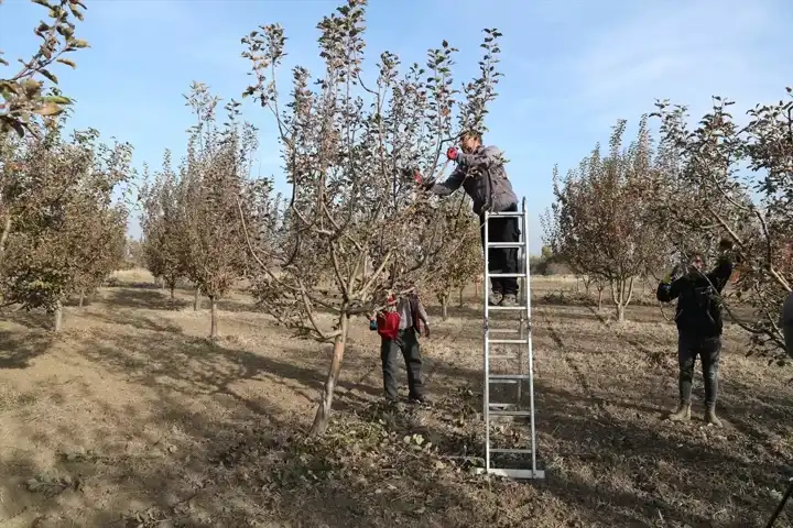 Doğu Anadolu Meyve Gen Havuzu Korunuyor