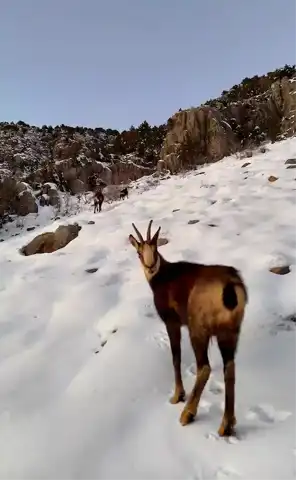 Munzur Dağları'nda Nesli Tükenmekte Olan Dağ Keçileri Görüntülendi