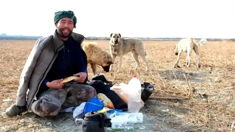 Erzincan Çobanının Can Dostları: Çoban Köpekleri