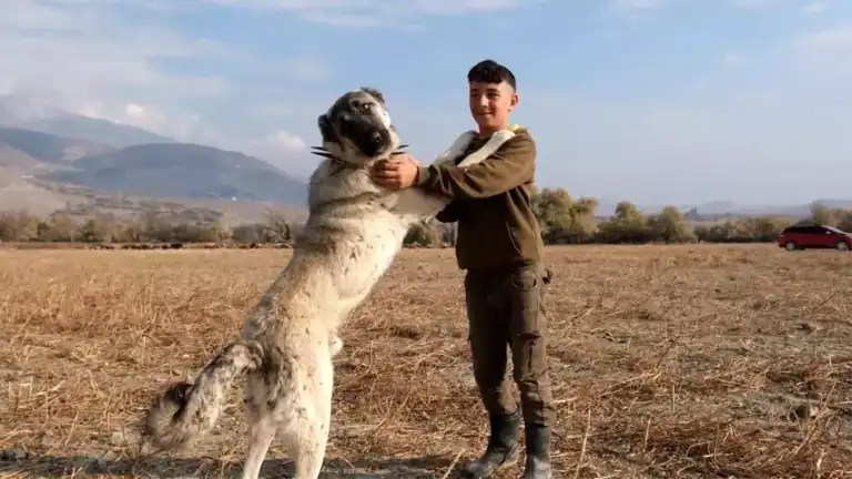 Çoban Köpekleri: Hayvancılığın Vazgeçilmezi