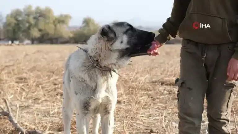 Çoban Köpeğinin Hayati Rolü