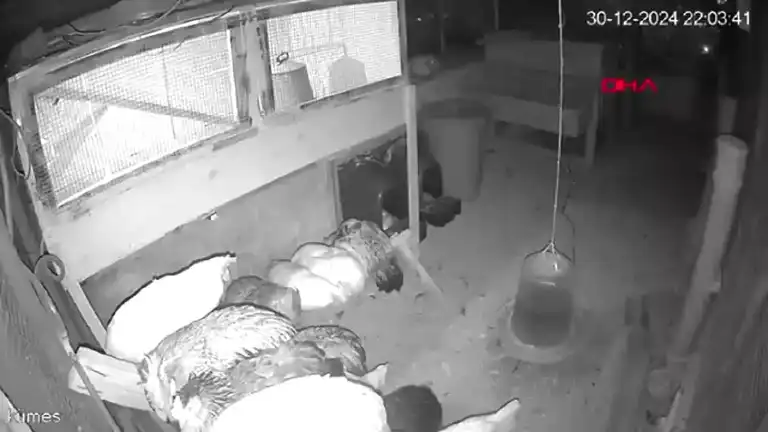 Erzincan'da Tilki, 6 Tavuğu Çaldı!