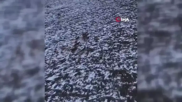 Munzur Dağları'nda Nadir Yaban Keçileri Görüntülendi