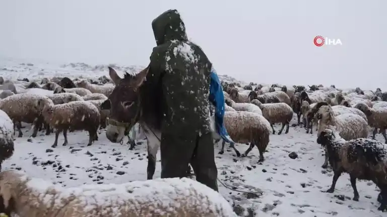 Yayladan Dönen Koyun Sürüsü Karda Mahsur Kaldı